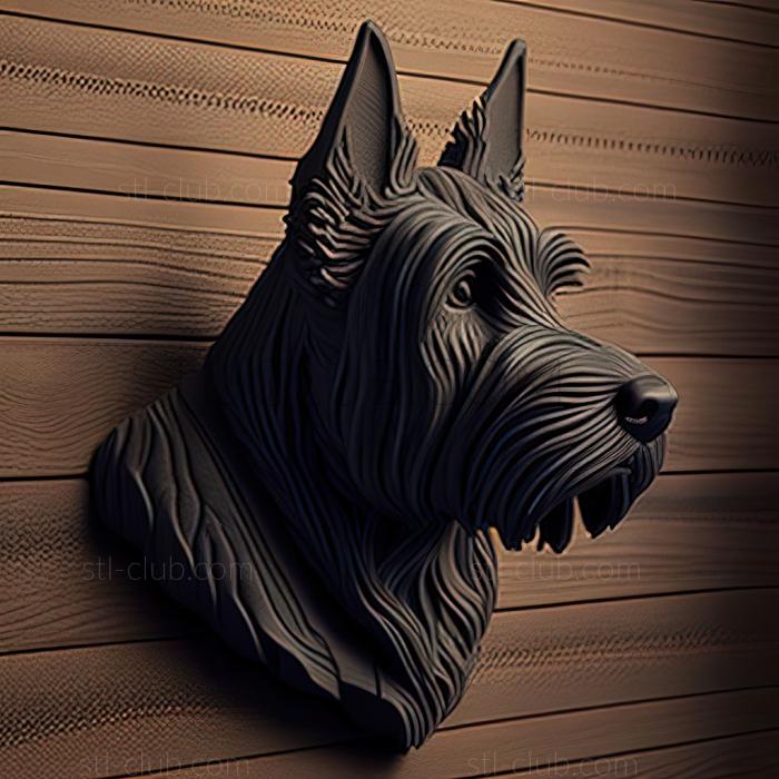 st Scottish Terrier dog